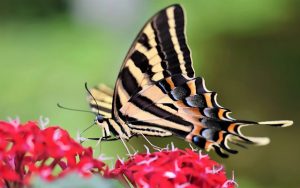 তোমার নামে জিকির করি গজল লিরিক্স